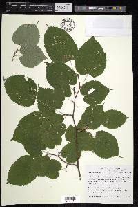 Tilia cordata image