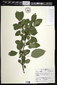 Rhamnus cathartica image