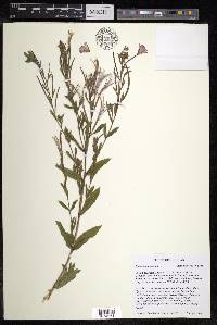 Epilobium hirsutum image