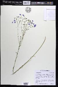 Linum perenne image