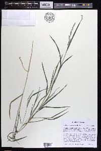 Muhlenbergia mexicana image