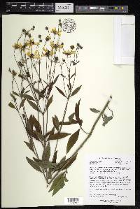 Coreopsis tripteris image