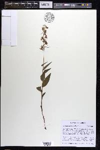 Epipactis helleborine image