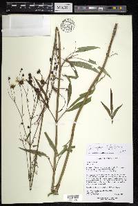 Coreopsis tripteris image