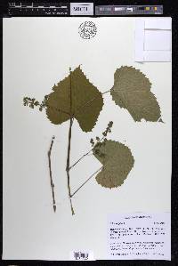 Vitis vulpina image