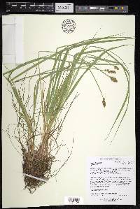 Carex alopecoidea image