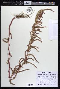 Amaranthus tuberculatus image