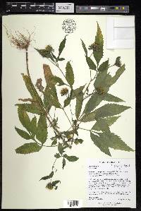 Bidens vulgata image