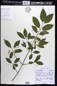 Euonymus europaeus image