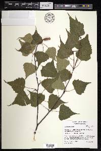 Betula populifolia image