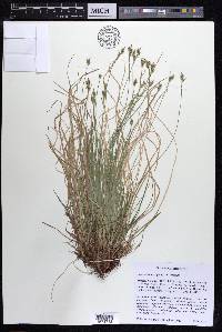 Carex albicans var. albicans image