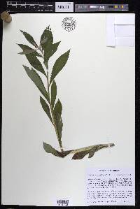 Lithospermum latifolium image