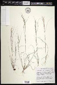 Aristida basiramea image