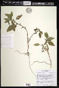 Amaranthus retroflexus image