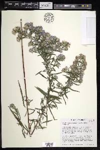 Symphyotrichum praealtum image