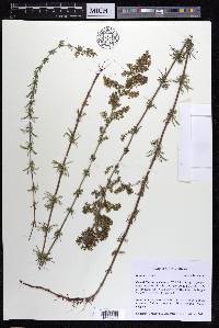 Galium verum image