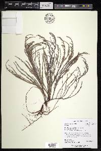 Hudsonia tomentosa image