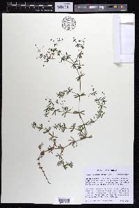 Galium concinnum image