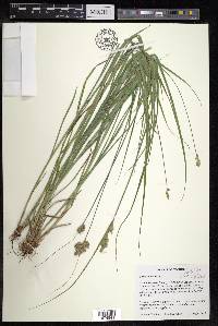 Carex adusta image