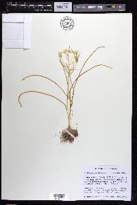 Ornithogalum umbellatum image