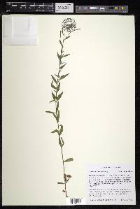 Epilobium strictum image