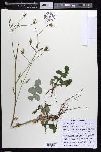 Lactuca hirsuta image