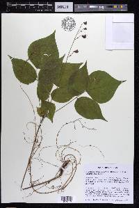 Hylodesmum glutinosum image
