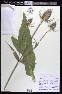 Dipsacus fullonum image