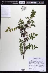 Zanthoxylum americanum image