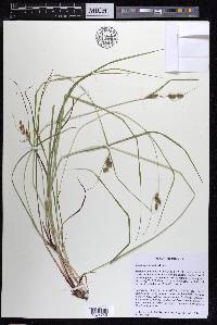 Carex caroliniana image