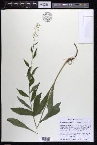 Borodinia canadensis image