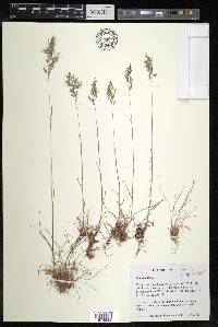 Poa bulbosa image