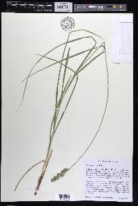 Carex aggregata image