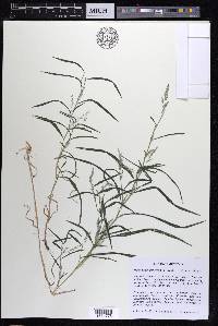 Muhlenbergia frondosa image