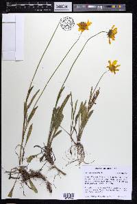 Coreopsis lanceolata image