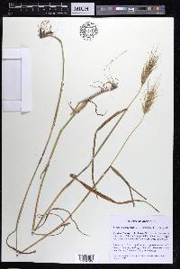 Elymus macgregorii image