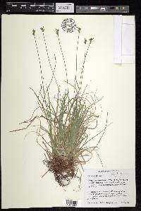 Carex peckii image
