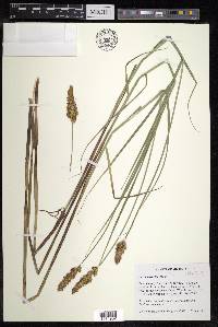 Carex sartwellii image