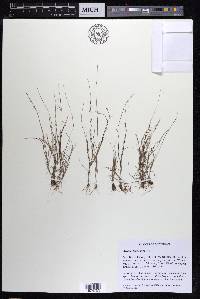 Aristida longespica image