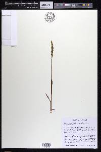 Spiranthes ovalis image