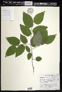 Amelanchier interior image