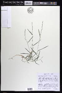 Muhlenbergia schreberi image