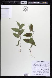 Calystegia spithamaea image