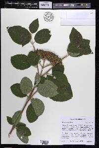 Viburnum lantana image