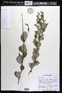 Betula pumila image