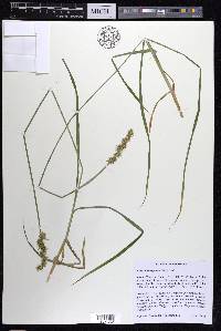 Carex laevivaginata image