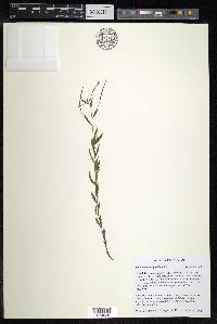 Epilobium leptophyllum image