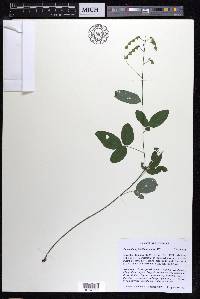 Desmodium glabellum image