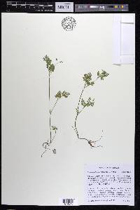 Chaerophyllum procumbens image