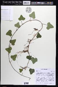 Hedera helix image